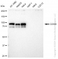 KD-Validated Anti-CD105 Rabbit Monoclonal Antibody