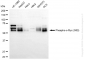 KD-Validated Anti-Phospho-c-Myc (S62) Rabbit Monoclonal Antibody