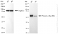 KD-Validated Anti-Phospho-c-Myc (S62) Rabbit Monoclonal Antibody