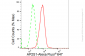 KD-Validated Anti-AP2S1 Rabbit Monoclonal Antibody
