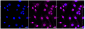 KD-Validated Anti-AP2S1 Rabbit Monoclonal Antibody