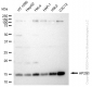 KD-Validated Anti-AP2S1 Rabbit Monoclonal Antibody