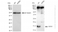 KD-Validated Anti-AP2S1 Rabbit Monoclonal Antibody