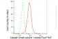 KD-Validated Anti-Calpain small subunit 1 Rabbit Monoclonal Antibody