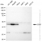 KD-Validated Anti-CD97 Rabbit Monoclonal Antibody