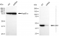 KD-Validated Anti-CD97 Rabbit Monoclonal Antibody