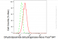 KD-Validated Anti-Dihydrolipoamide dehydrogenase Rabbit Monoclonal Antibody