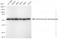 KD-Validated Anti-Dihydrolipoamide dehydrogenase Rabbit Monoclonal Antibody