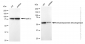KD-Validated Anti-Dihydrolipoamide dehydrogenase Rabbit Monoclonal Antibody