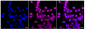 KD-Validated Anti-ADP ribosylation factor 5 Rabbit Monoclonal Antibody
