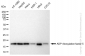 KD-Validated Anti-ADP ribosylation factor 5 Rabbit Monoclonal Antibody