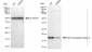 KD-Validated Anti-ADP ribosylation factor 5 Rabbit Monoclonal Antibody