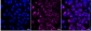 KD-Validated Anti-Prolyl 4-hydroxylase subunit beta Rabbit Monoclonal Antibody