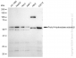KD-Validated Anti-Prolyl 4-hydroxylase subunit beta Rabbit Monoclonal Antibody