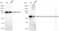 KD-Validated Anti-Prolyl 4-hydroxylase subunit beta Rabbit Monoclonal Antibody