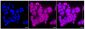 KD-Validated Anti-Calnexin Rabbit Monoclonal Antibody