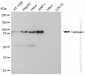 KD-Validated Anti-Calnexin Rabbit Monoclonal Antibody