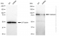 KD-Validated Anti-Calnexin Rabbit Monoclonal Antibody