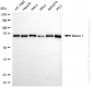 KD-Validated Anti-Menin 1 Rabbit Monoclonal Antibody