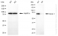 KD-Validated Anti-Menin 1 Rabbit Monoclonal Antibody