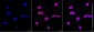 KD-Validated Anti-MUC4 Rabbit Monoclonal Antibody