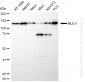 KD-Validated Anti-MUC4 Rabbit Monoclonal Antibody