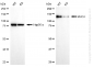 KD-Validated Anti-MUC4 Rabbit Monoclonal Antibody