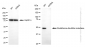 KD-Validated Anti-Glutathione-disulfide reductase Rabbit Monoclonal Antibody
