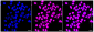 KD-Validated Anti-Helicase like transcription factor Rabbit Monoclonal Antibody