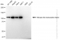KD-Validated Anti-Helicase like transcription factor Rabbit Monoclonal Antibody