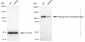 KD-Validated Anti-Helicase like transcription factor Rabbit Monoclonal Antibody