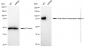 KD-Validated Anti-Heat shock transcription factor 1 Rabbit Monoclonal Antibody