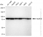 KD-Validated Anti-Hsp90 beta Rabbit Monoclonal Antibody