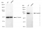 KD-Validated Anti-Hsp90 beta Rabbit Monoclonal Antibody