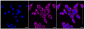 KD-Validated Anti-Hsp90 beta Rabbit Monoclonal Antibody
