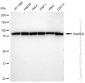 KD-Validated Anti-Hsp90 beta Rabbit Monoclonal Antibody