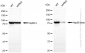 KD-Validated Anti-Hsp90 beta Rabbit Monoclonal Antibody