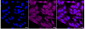 KD-Validated Anti-HSPA5 Rabbit Monoclonal Antibody