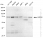 KD-Validated Anti-HSPA5 Rabbit Monoclonal Antibody