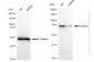 KD-Validated Anti-HSPA5 Rabbit Monoclonal Antibody