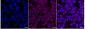 KD-Validated Anti-Hsc70 Rabbit Monoclonal Antibody