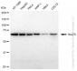 KD-Validated Anti-Hsc70 Rabbit Monoclonal Antibody