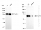 KD-Validated Anti-Hsc70 Rabbit Monoclonal Antibody