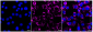 KD-Validated Anti-Hsp60 Rabbit Monoclonal Antibody