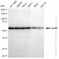 KD-Validated Anti-Hsp60 Rabbit Monoclonal Antibody