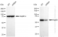 KD-Validated Anti-Hsp60 Rabbit Monoclonal Antibody