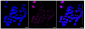 KD-Validated Anti-DNA ligase 4 Rabbit Monoclonal Antibody