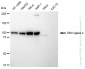 KD-Validated Anti-DNA ligase 4 Rabbit Monoclonal Antibody
