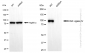 KD-Validated Anti-DNA ligase 4 Rabbit Monoclonal Antibody