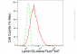 KD-Validated Anti-Lamin B2 Rabbit Monoclonal Antibody